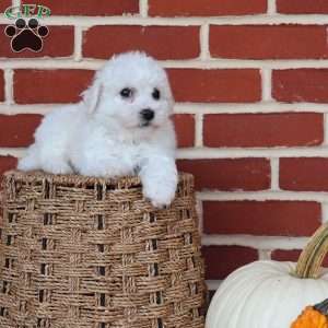 Blossom, Bichon Frise Puppy